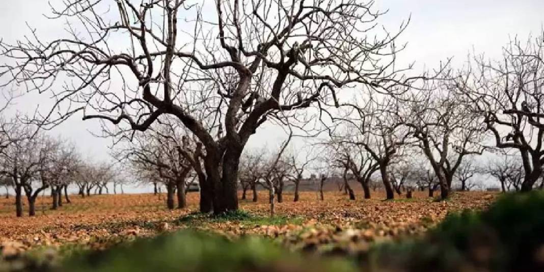Toprak suya doydu hasada az kaldı: 120 bin ton rekolte bekleniyor 2